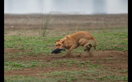 Labrador Retriever for sale by SHANSTAR