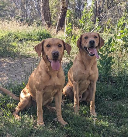 Labrador Retriever for sale by SHANSTAR