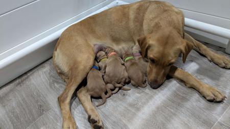 Labrador Retriever for sale by SHANSTAR