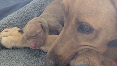 Labrador Retriever for sale by SHANSTAR