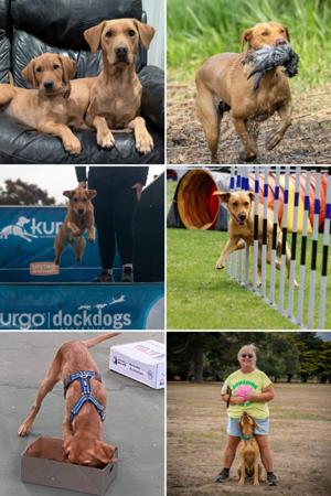 Labrador Retriever for sale by SHANSTAR