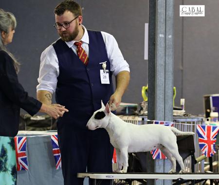 Bull Terrier (Miniature) for sale by UNDENIABUL