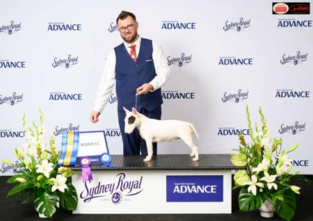 Bull Terrier (Miniature) for sale by UNDENIABUL
