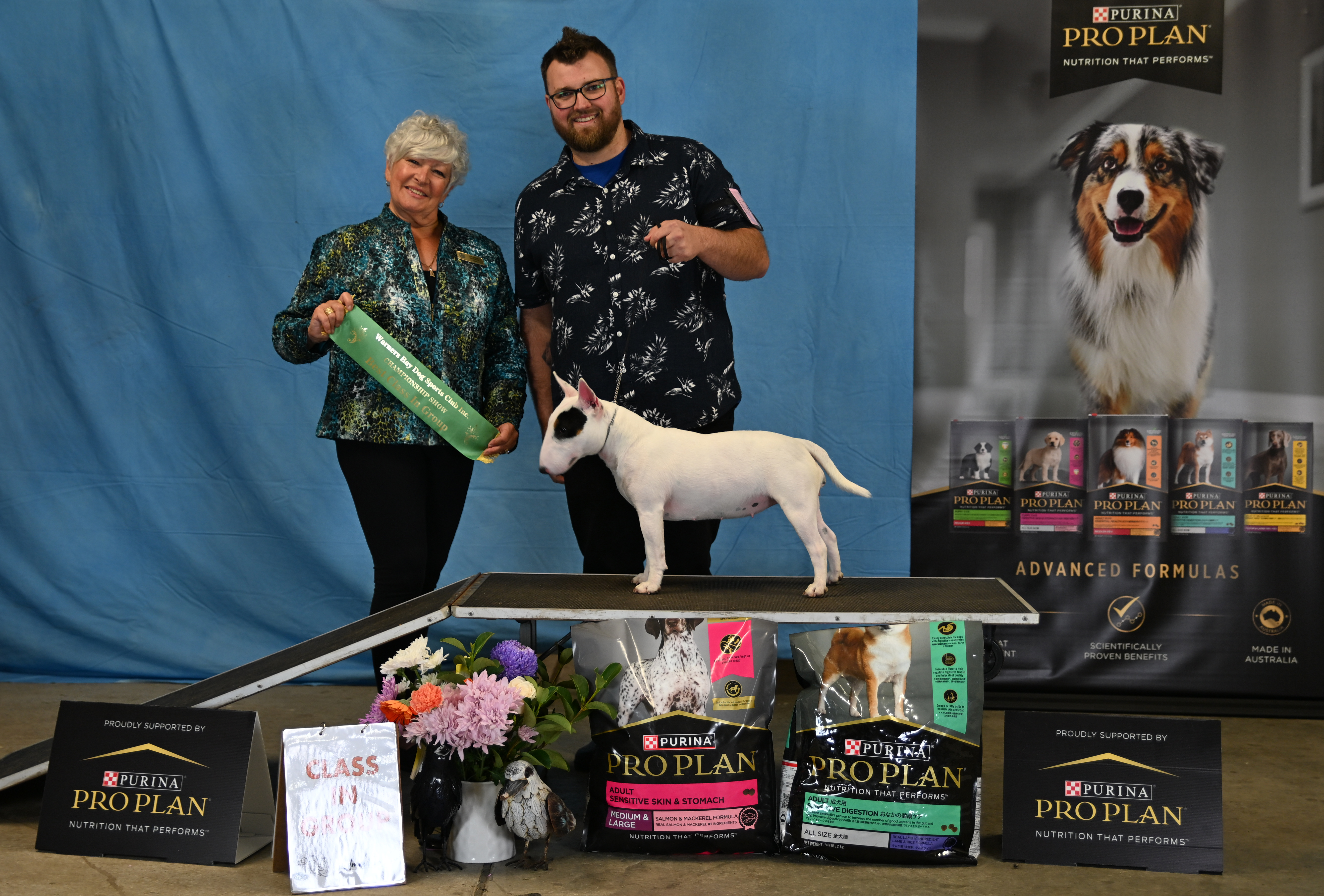 Bull Terrier (Miniature) for sale by UNDENIABUL