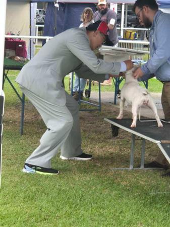 Bull Terrier (Miniature) for sale by UNDENIABUL