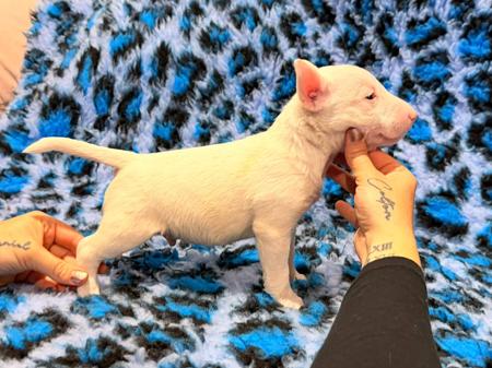 Bull Terrier (Miniature) puppy for sale by XVNICK