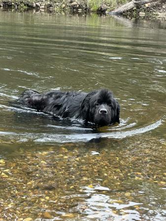 Newfoundland for sale by SHALLOCKBURN