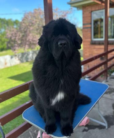 Newfoundland for sale by SHALLOCKBURN