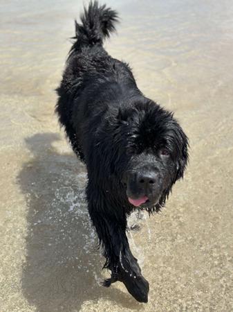 Newfoundland for sale by SHALLOCKBURN