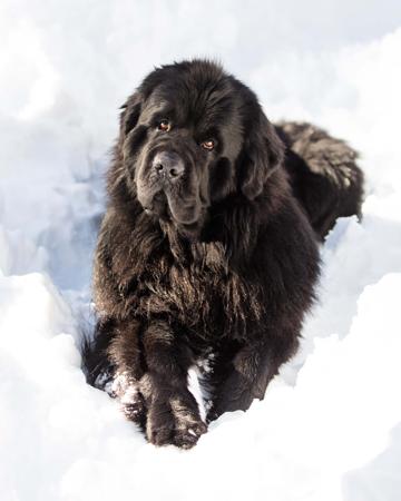 Newfoundland for sale by MORPHEUS