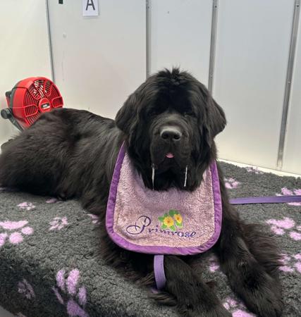 Newfoundland for sale by SHALLOCKBURN