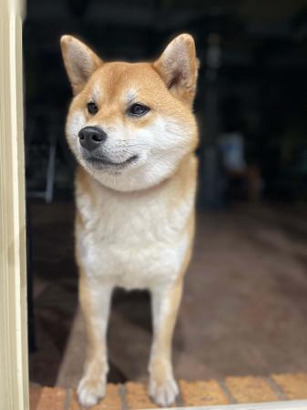 Shiba Inu for sale by SAKURAPAWS