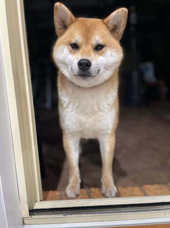 Shiba Inu for sale by SAKURAPAWS