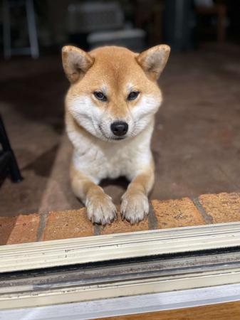 Shiba Inu for sale by SAKURAPAWS