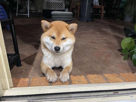 Shiba Inu for sale by SAKURAPAWS