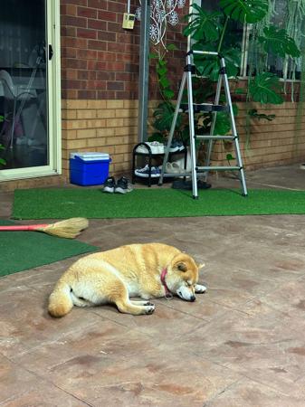 Shiba Inu for sale by SAKURAPAWS