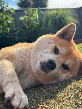 Shiba Inu puppy for sale by SAKURAPAWS
