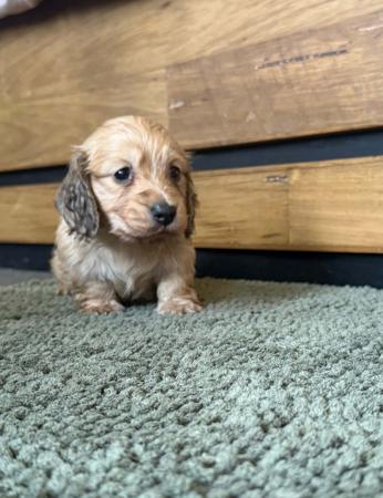 Dachshund (Miniature Long Haired) for sale by SARAPHENYX