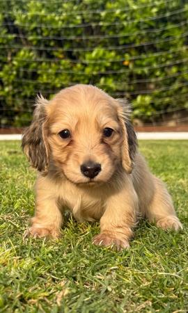 Dachshund (Miniature Long Haired) for sale by SARAPHENYX