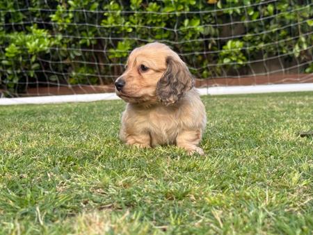 Dachshund (Miniature Long Haired) for sale by SARAPHENYX