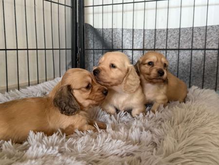 Dachshund (Miniature Long Haired) for sale by SARAPHENYX