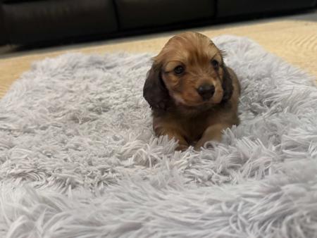 Dachshund (Miniature Long Haired) for sale by SARAPHENYX