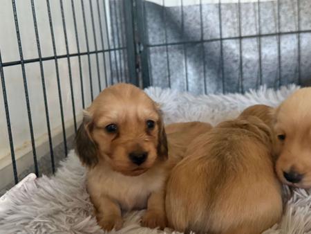 Dachshund (Miniature Long Haired) for sale by SARAPHENYX
