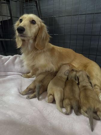 Dachshund (Miniature Long Haired) for sale by SARAPHENYX