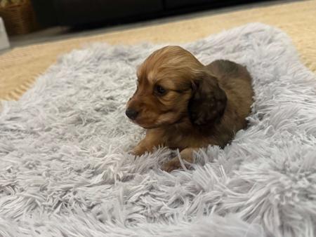 Dachshund (Miniature Long Haired) for sale by SARAPHENYX