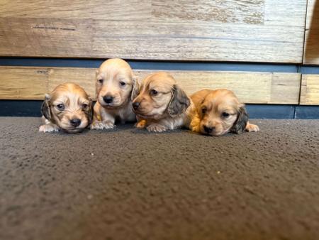 Dachshund (Miniature Long Haired) for sale by SARAPHENYX