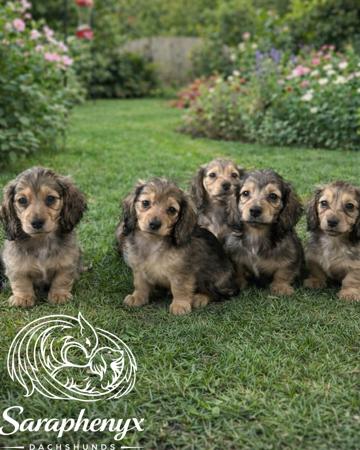 Dachshund (Miniature Long Haired) puppy for sale by SARAPHENYX