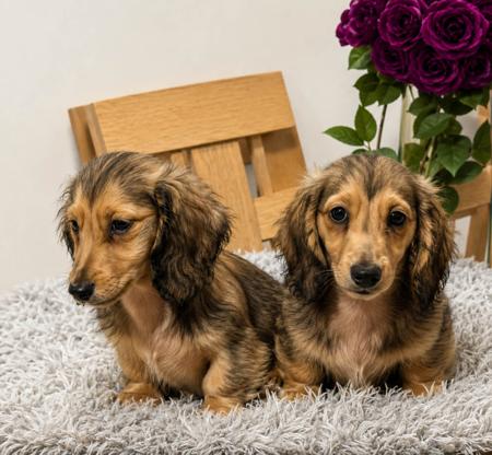 Dachshund (Miniature Long Haired) puppy for sale by SARAPHENYX