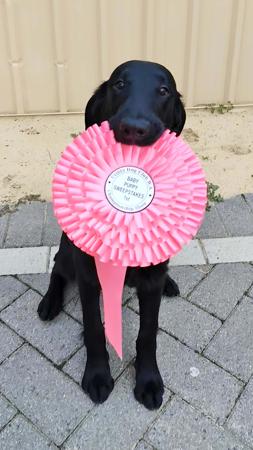 Arangold Midnight Finale (Imp NZ) Flat Coated Retriever