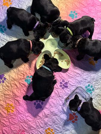 French Bulldog for sale by BLUBLDBUL