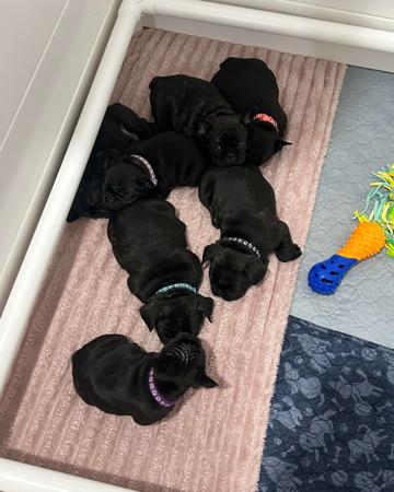 French Bulldog for sale by BLUBLDBUL