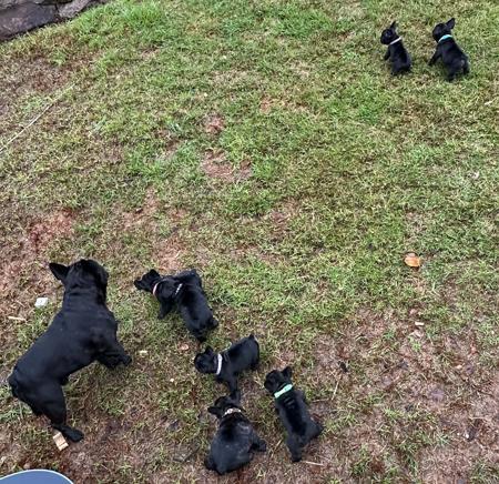 French Bulldog for sale by BLUBLDBUL