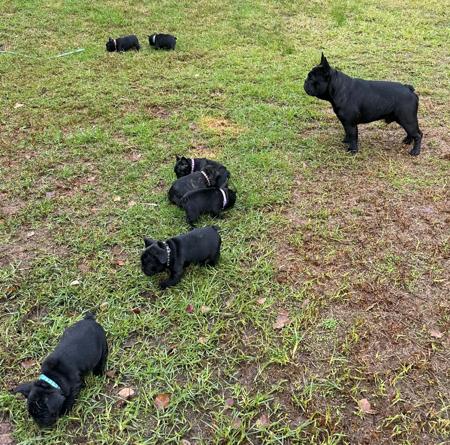 French Bulldog for sale by BLUBLDBUL