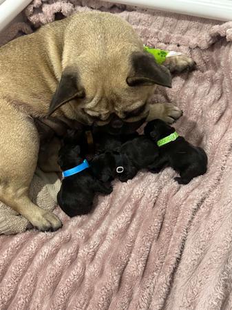 French Bulldog for sale by BLUBLDBUL