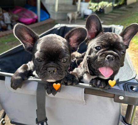 French Bulldog puppy for sale by CBEVAN