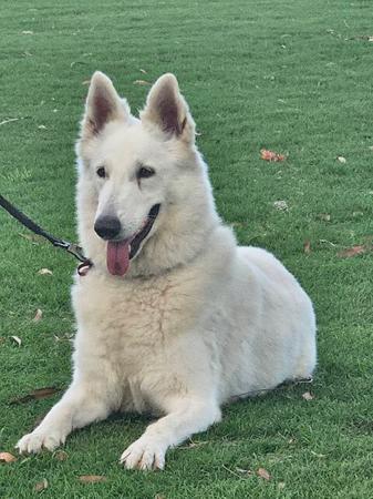 White Swiss Shepherd Dog for sale by SHIROFUYU