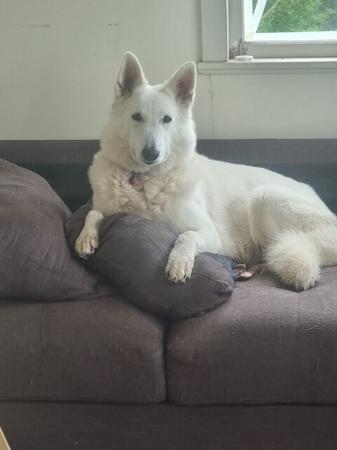 White Swiss Shepherd Dog for sale by SHIROFUYU