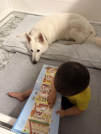 White Swiss Shepherd Dog for sale by SHIROFUYU