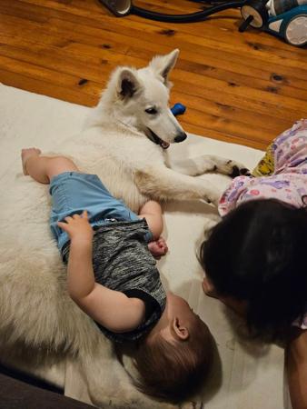 White Swiss Shepherd Dog for sale by SHIROFUYU