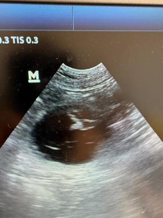 White Swiss Shepherd Dog for sale by SHIROFUYU