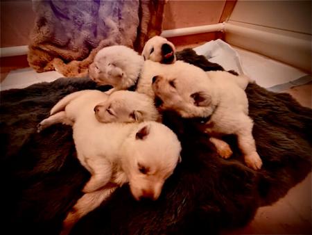 White Swiss Shepherd Dog puppy for sale by SHIROFUYU