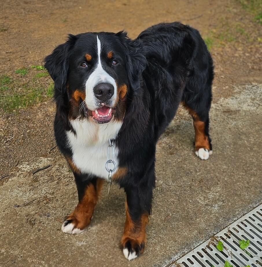 Aust Ch Cloudforest Obsession Bernese Mountain Dog - Owned by Mrs E ...