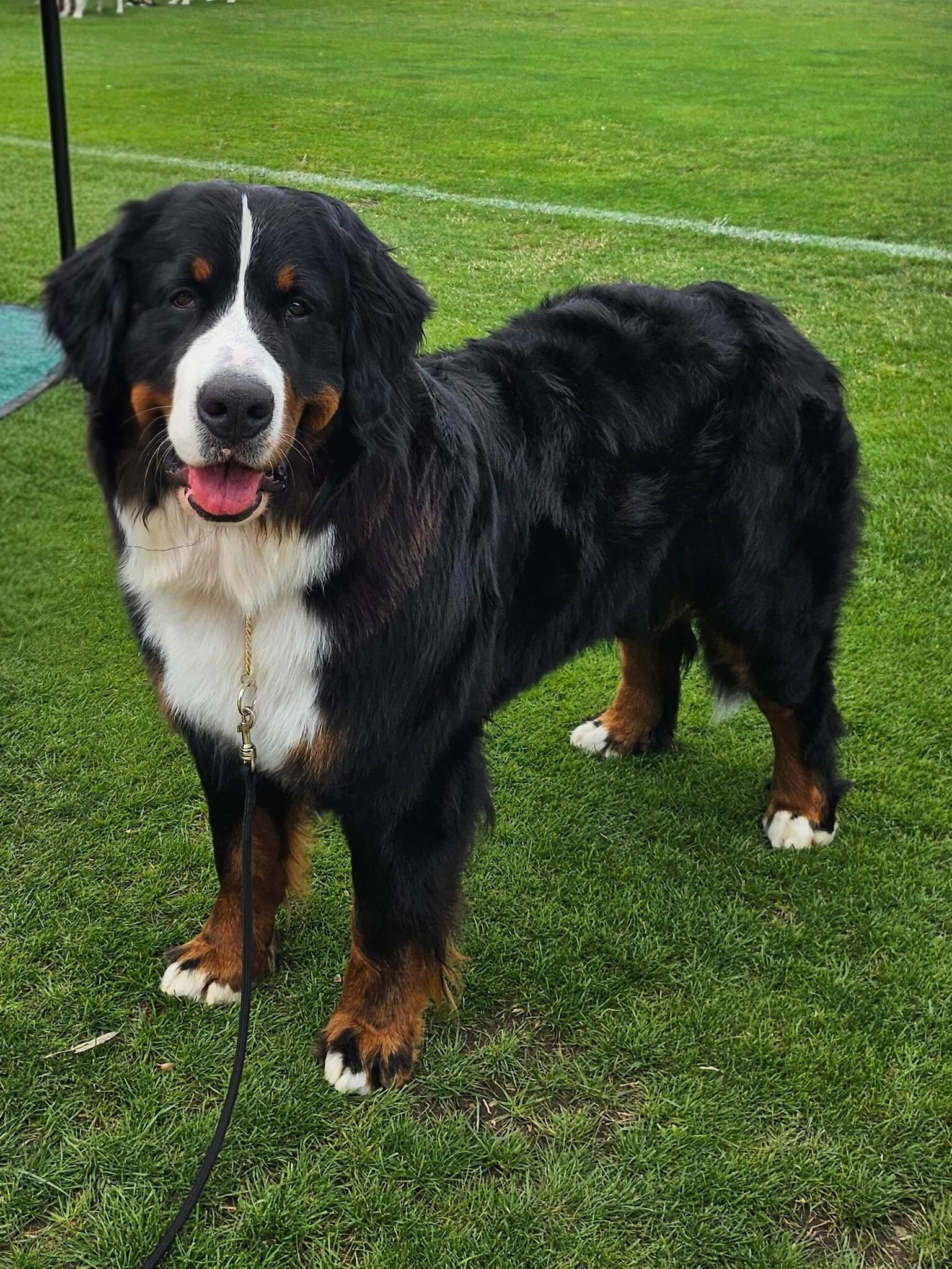 Aust Ch Cloudforest Obsession Bernese Mountain Dog - Owned by Mrs E ...