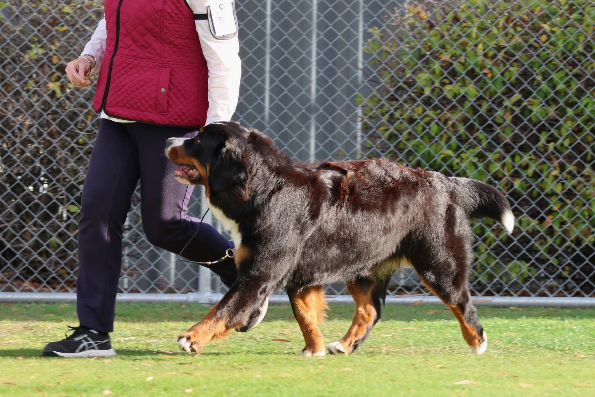 Aust Ch Cloudforest Obsession Bernese Mountain Dog - Owned by Mrs E ...