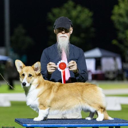 Welsh Corgi (Pembroke) for sale by CORGWN