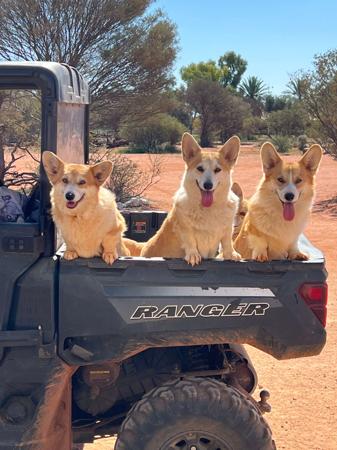 Welsh Corgi (Pembroke) for sale by CORGWN